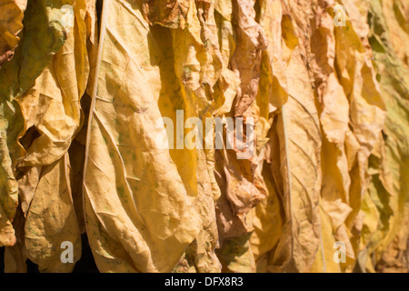 Secchi di foglie di tabacco in una fila. Foglie di giallo Foto Stock