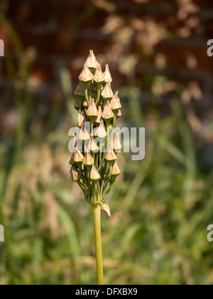 Soleggiato castello fiabesco Allium Bulgaricum seedheads, Nectaroscordum Siculum Foto Stock