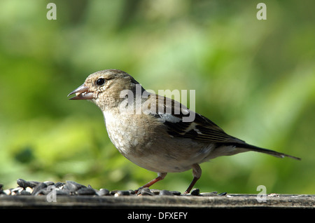 Femmina di fringuello, (Fringilla coelebs) su un giardino di Dartmoor bird tabella Foto Stock
