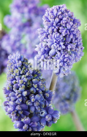 Muscari armeniacum 'Blue Spike' uva giacinto fiore doppio Marzo Foto Stock