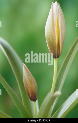 Tulipa tarda tardi tulip varie germoglio di fiore di aprile Foto Stock