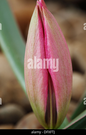 Tulipa 'po' di bellezza' AGM Tulip chiuso varie floricoltura attraverso pietre Aprile Foto Stock