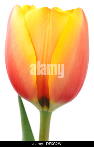 Tulipa "La pace mondiale' Tulip Darwin gruppo ibrido Aprile Foto Stock