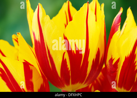 Tulipa 'Mickey Mouse' Tulip singolo gruppo di inizio aprile Foto Stock