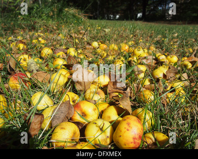 Mele giallo sul terreno Foto Stock