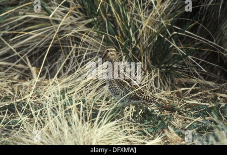 Un comune o Magellan beccaccino ( gallinago paraguaiae ) in erba lunga sulle Isole Falkland Foto Stock