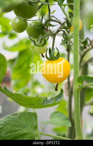 Giallo pomodori ciliegia Galina, la maturazione sulla pianta in un tunnel di poly. Regno Unito. Foto Stock