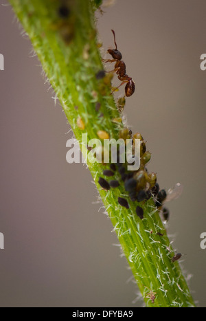 A nord ovest di Londra giardino suburbano flora staminali vegetali salk macro micro da vicino la fauna ant insetto afidi afide nero vola blackfly simuliidae chironomoidea Foto Stock