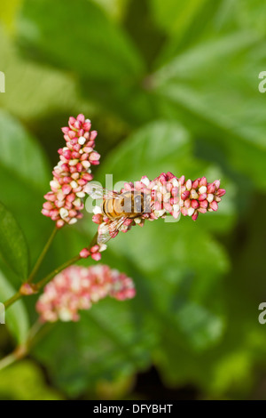 Redshank con attendant honeybee Foto Stock