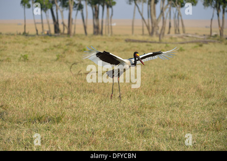 A sella fatturati stork - African Jabiru Aeroporto - Saddlebill (Ephippiorhynchus Senegalensis) maschio sbarco Masai Mara - Kenya - Africa orientale Foto Stock