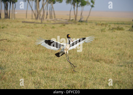 A sella fatturati stork - African Jabiru Aeroporto - Saddlebill (Ephippiorhynchus Senegalensis) maschio sbarco Masai Mara - Kenya - Africa orientale Foto Stock