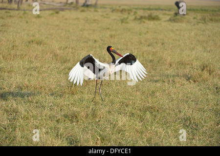 A sella fatturati stork - African Jabiru Aeroporto - Saddlebill (Ephippiorhynchus Senegalensis) maschio sbarco Masai Mara - Kenya - Africa orientale Foto Stock