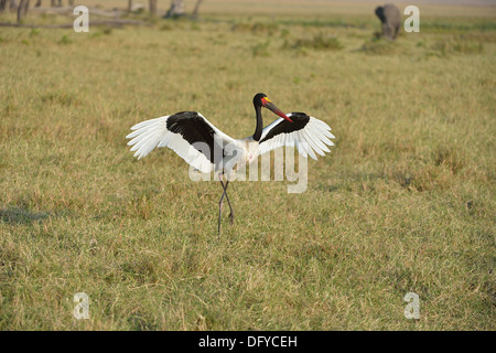 A sella fatturati stork - African Jabiru Aeroporto - Saddlebill (Ephippiorhynchus Senegalensis) maschio sbarco Masai Mara - Kenya - Africa orientale Foto Stock