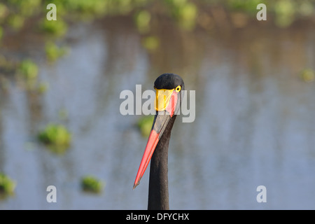 A sella fatturati stork - African Jabiru Aeroporto - Saddlebill (Ephippiorhynchus Senegalensis) testa femmina dettagli Masai Mara - Kenya Foto Stock