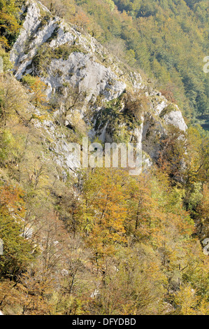 Bella immagine del paesaggio della foresta di faggio rivestito in autunno i colori dell'autunno. Paese basco. Foto Stock