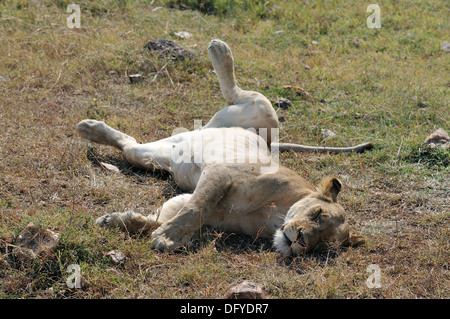 East African Lion - Massai lion (Panthera leo nubica) femmina dormire nella savana Masai Mara - Kenya - Africa orientale Foto Stock