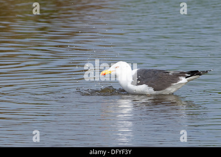 Una maggiore nero-backed Gull il lavaggio Foto Stock