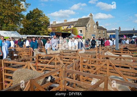 Pecore in penne alla fiera annuale Masham Sheep Fair North Yorkshire Inghilterra Regno Unito GB Gran Bretagna Foto Stock