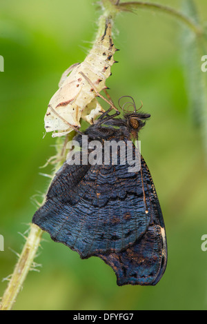 Una nuova schiuse farfalla pavone Foto Stock