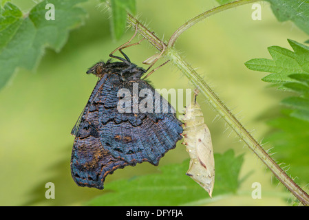 Una nuova schiuse farfalla pavone Foto Stock