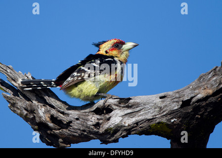 Crested Barbet, Kruger National Park, Sud Africa. Foto Stock