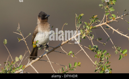 Bulbul comune, Kruger Park, Sud Africa. Foto Stock