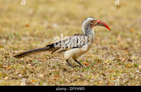 Rosso-fatturati Hornbill, Kruger National Park, Sud Africa. Foto Stock