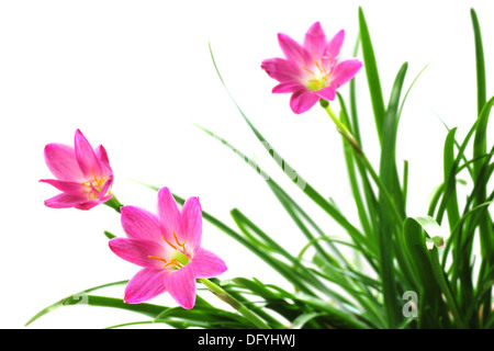 Zephyranthes rosea o pioggia lily su sfondo bianco Foto Stock