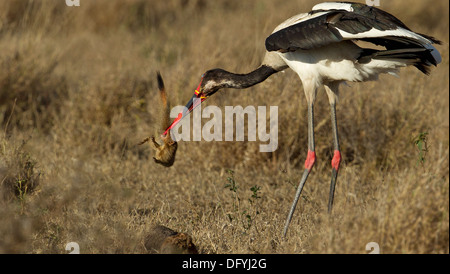 A sella Cicogna fatturati con sottili mangusta, Kruger Park, Sud Africa. Foto Stock