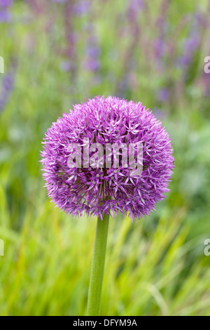 Allium 'Globemaster' nel fiore confine. Foto Stock