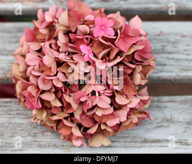 Fading hydrangea rosa testa di fiori su legno stagionato stecche da banco , profondità di campo Foto Stock