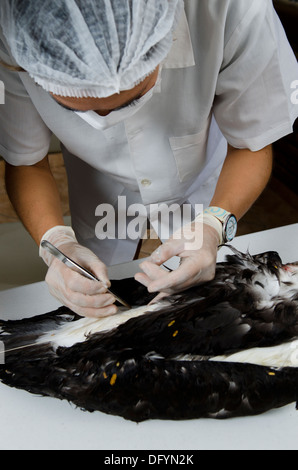 Veterinario gli scienziati stanno svolgendo una necroscopia in un albatroz uccelli marini a verificare le ragioni della morte Foto Stock