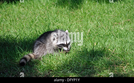 Racoon, Procione lotor, Foto Stock