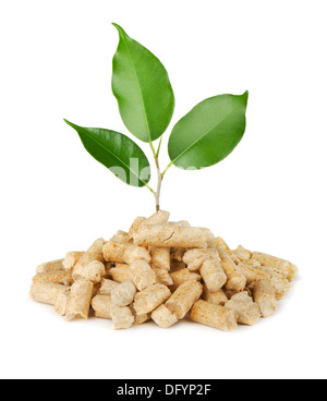 Giovane pianta crescono fuori di pellet di legno isolato su bianco Foto Stock