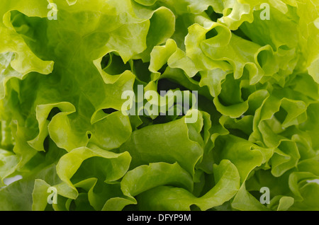 Close up di fresche foglie di lattuga Foto Stock