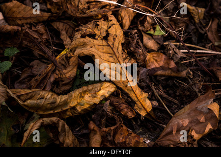 Morire morto lascia appesa la modifica dei colori della morte Foto Stock