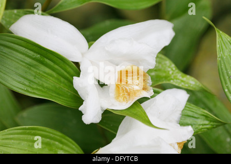 Ripresa macro di un Sobralia orchid. Sobralia è un genere di circa 125 orchidee (famiglia Orchidaceae) e uno dei due generi della Foto Stock