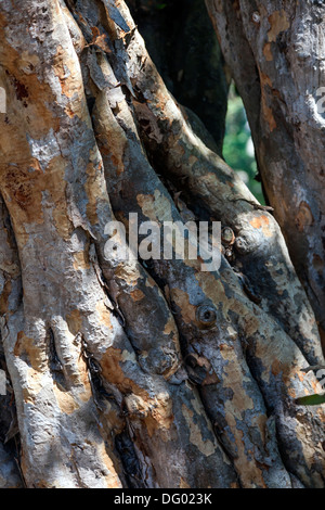 Peeling a chiazze di corteccia di albero della Florida Strangler Fig (Ficus aurea). Foto Stock