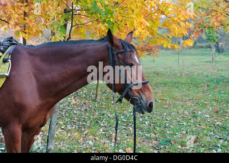 Cavallo rosso in autunno park Foto Stock