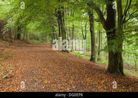 Primi segni di autunno in foresta Friston, East Sussex, Inghilterra Foto Stock