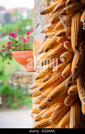 Mazzetto di pannocchie di granoturco essiccazione in ambiente rurale. Foto Stock