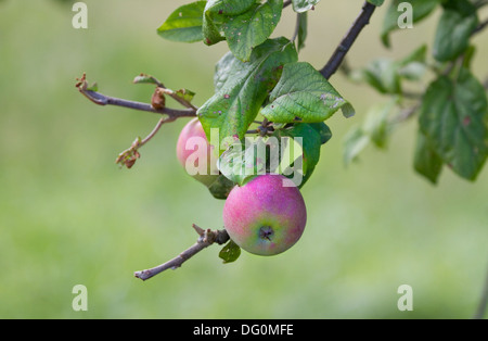 Tipico asturiano (Spagna settentrionale) Le mele da sidro nel ramo di un Apple-tree. Foto Stock