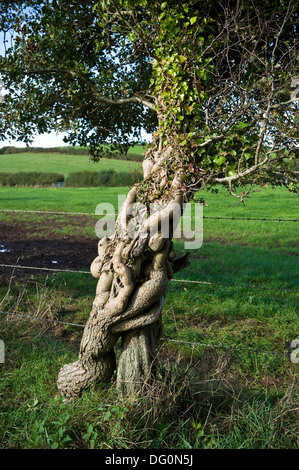 Due alberi di biancospino avvolto intorno a ciascun altro e coperto di edera Foto Stock