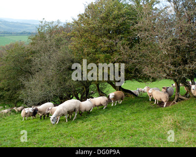 Tupping o accoppiamento stagione quando i Rams sono messi in con le pecore in autunno vicino a Llandovery Carmarthenshire Wales UK KATHY DEWITT Foto Stock