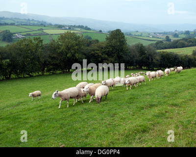 Tupping o accoppiamento stagione quando i Rams sono messi in con le pecore in autunno vicino a Llandovery Carmarthenshire Wales UK KATHY DEWITT Foto Stock