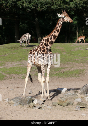 Ritratto di un solitario della Rothschild giraffe a.k.a. Baringo o ugandese (giraffa camelopardalis Giraffa) sulla savana di zoo Emmen Foto Stock