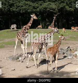 Gruppo di Rothschild il giraffe a.k.a. Baringo o ugandese (giraffa camelopardalis Giraffa) sulla savana di zoo Emmen Foto Stock