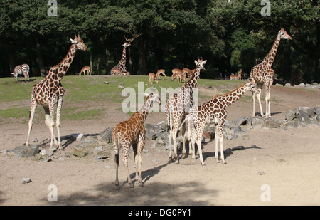 Gruppo di Rothschild il giraffe a.k.a. Baringo o ugandese (giraffa camelopardalis Giraffa) sulla savana di zoo Emmen Foto Stock