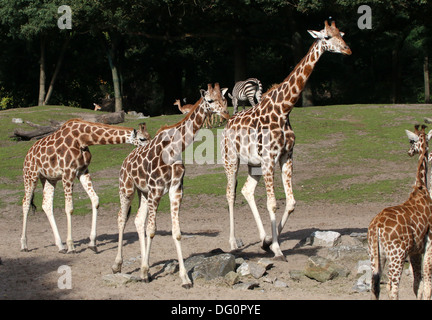 Gruppo di Rothschild il giraffe a.k.a. Baringo o ugandese (giraffa camelopardalis Giraffa) sulla savana di zoo Emmen Foto Stock