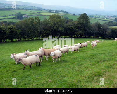 Tupping o accoppiamento stagione quando i Rams sono messe in campo per accoppiarsi con le pecore in autunno vicino a Llandovery Carmarthenshire Wales UK KATHY DEWITT Foto Stock